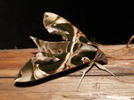 PB171678