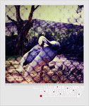 SX70_003