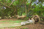 CRW_1771 荔枝窩巨型的銀葉樹及百花魚藤