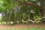 CRW_1772 荔枝窩巨型的銀葉樹及百花魚藤