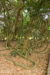 CRW_1781 荔枝窩巨型的銀葉樹及百花魚藤