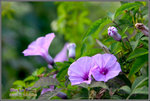 CRW_8241_2