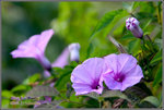 CRW_8242_2