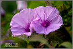 CRW_8243_2