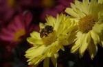 bee1