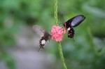 butterfly5