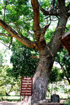 such a scary tree, the animal-like Khmer Rouge killed children by hitting them onto this tree