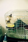 Yung's family's pet, Mellow