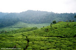 these are tea farms