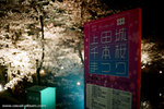 senbon sakura 千本櫻