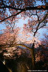 so full of sakura