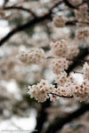 sakura on a rainy day