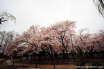 so full of sakura