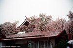 first glance at Takato 高遠城址