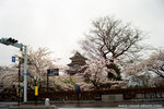 wow, here we are... Matsumoto Castle with all those sakura under a frigging heavy rainy day