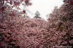 layers and layers of sakura, amazing