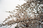 first time i saw that many sakura
