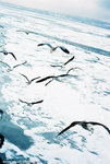 seagulls alongside of the icebreaker