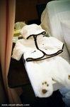 Michael's gift from Bi 大師.