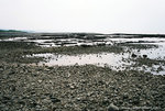 there were oysters there.
