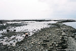 this woman picking up oysters or clams I dont know.
