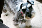 my sister's doggie, Pepper.  he is really smart.
