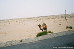 we saw some animals such as camel.  I am not sure if it was domestic, or wild.