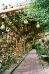 there were lots of gourds.