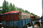 while we were on the way to 博士&#33150;湖, we saw lots of lots of trucks with loads of small tomatoes.