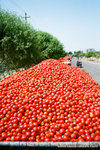 look at these.... soooooooo many tomatoes.  actually they are mainly for making bottled tomatoe sauce.