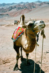 how about a camel picture?