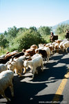 early in the morning, we took off to head to 一號冰川.  on the way we saw sheeps again.