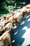 and we saw some more sheeps...