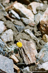 a small yellow flower grew from the rock.  it sure is strong.
