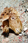 rated PG, sorry for those who don't like it.  like I said before, it was for record only.  poor goat.