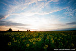 a bed of sunflowers, really beautiful.