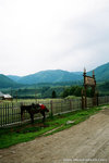 like I said, horses everywhere, but they were tied up.