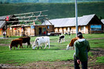 some cattles again, and Kawawa was walking up to them.