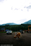 cattles and cars.