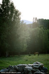 a lonely horse.