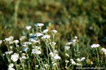 full of these kinds of flowers.