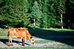 hello cow again.