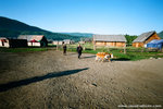 3 cows 2 guys...  it was warm ...