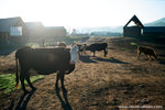 I like this too.. hello cow and friends.