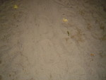 DSC02370