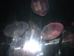 DSC08708