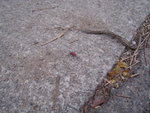 DSC08707
