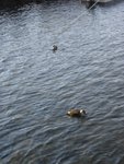 R0014970DSC00368