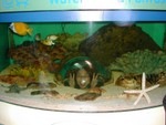 VanVan in Aquarium