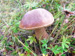 R0018825